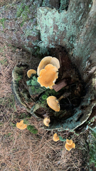 Phyllotopsis nidulans