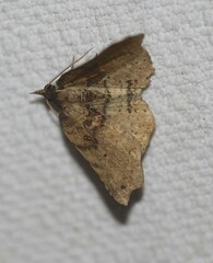 Aroana hemicyclophora