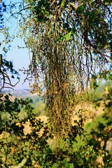 Phoradendron villosum