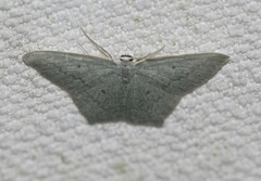 Maxates centrophylla