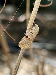 Diastema tigris