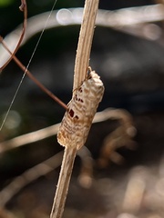 Diastema tigris