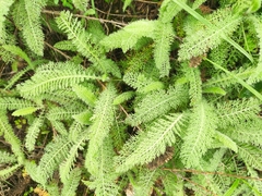 Achillea