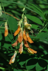Lathyrus laevigatus occidentalis