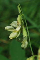 Lathyrus laevigatus occidentalis