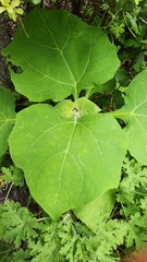 Asteraceae