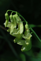 Lathyrus laevigatus occidentalis
