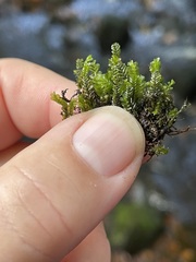 Plagiochila