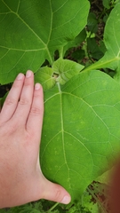 Asteraceae