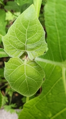 Asteraceae