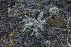 Astragalus purshii