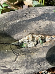 Ductifera pululahuana