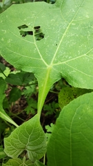 Asteraceae
