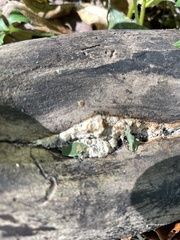 Ductifera pululahuana