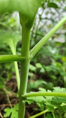 Asteraceae