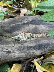 Ductifera pululahuana