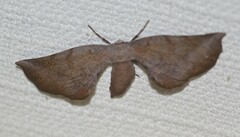 Parepisparis multicolora