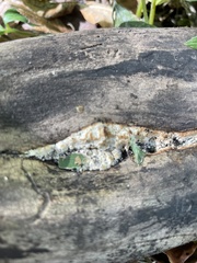 Ductifera pululahuana