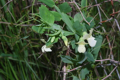 Lathyrus ochrus