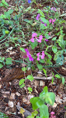 Clarkia unguiculata