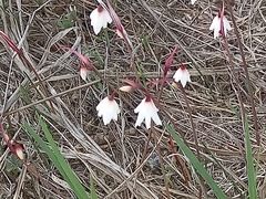 Acis autumnalis