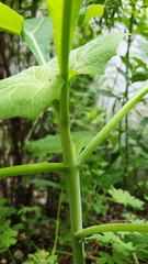 Asteraceae