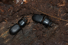 Pseudacanthus subopacus