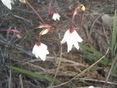 Acis autumnalis