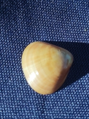 Tivela