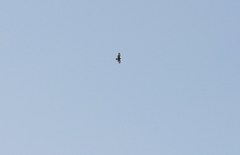 Buteo rufinus