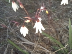 Acis autumnalis