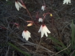 Acis autumnalis