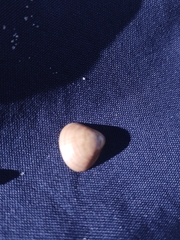 Tivela