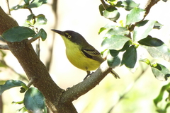 Todirostrum cinereum
