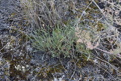 Erigeron linearis