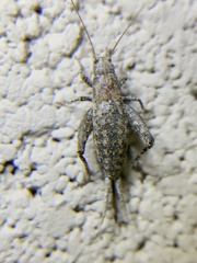 Cycloptilum comprehendens