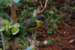 Todirostrum cinereum