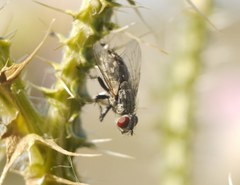 Diptera