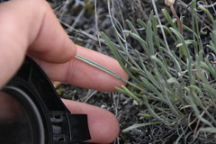 Erigeron linearis