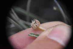 Erigeron linearis