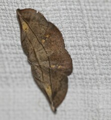 Xenomusa metallica