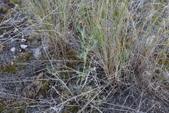 Lithospermum incisum