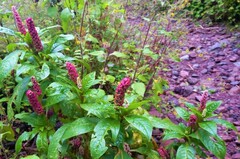 Phytolacca rugosa