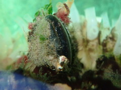 Mytilus edulis