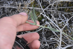 Lithospermum incisum