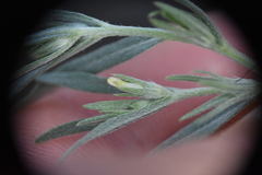 Lithospermum incisum