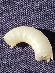 Spirula spirula
