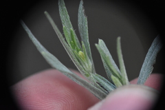 Lithospermum incisum