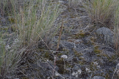 Boechera retrofracta