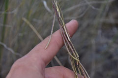 Boechera retrofracta